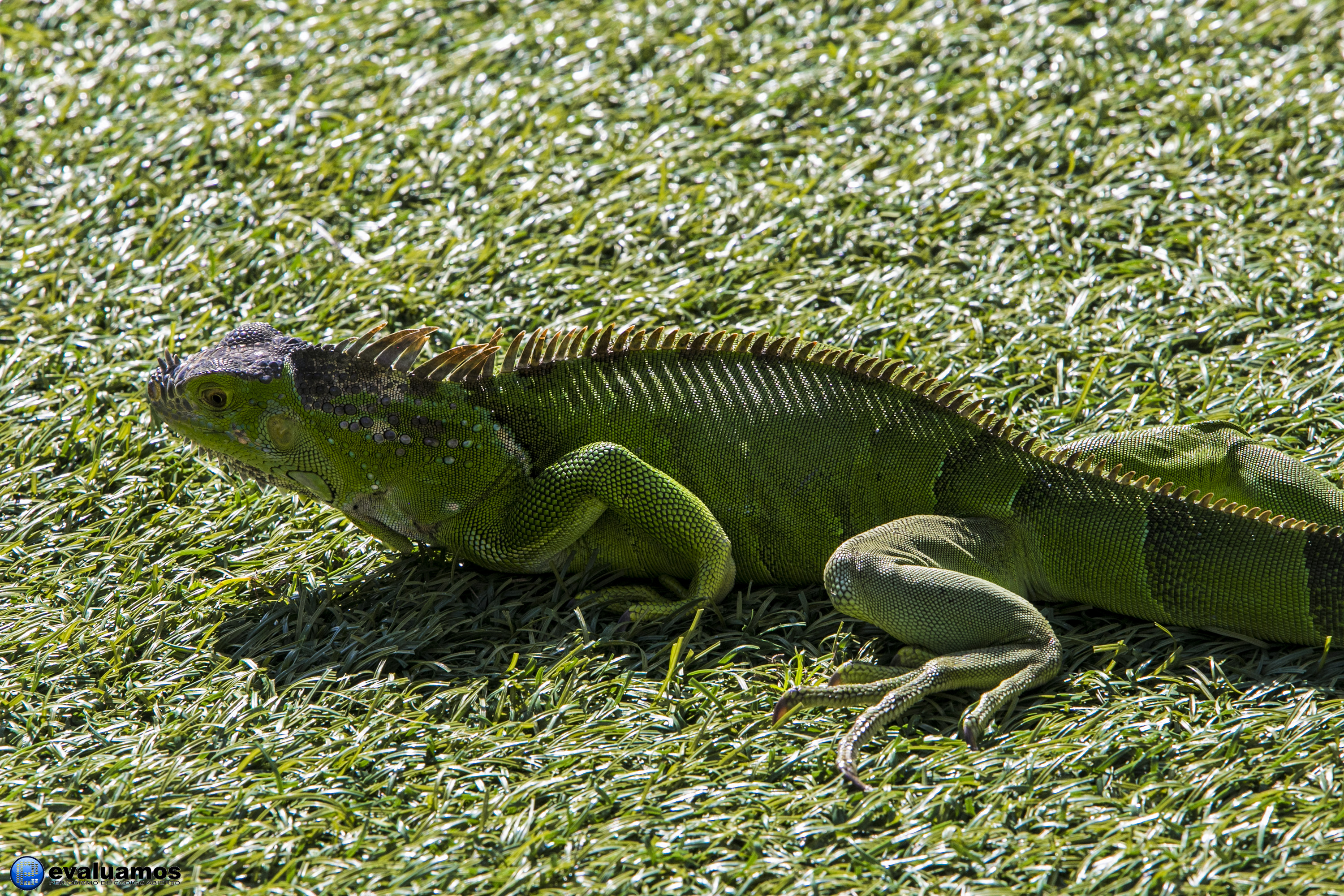 Foto de la semana: Iguana sobre verde