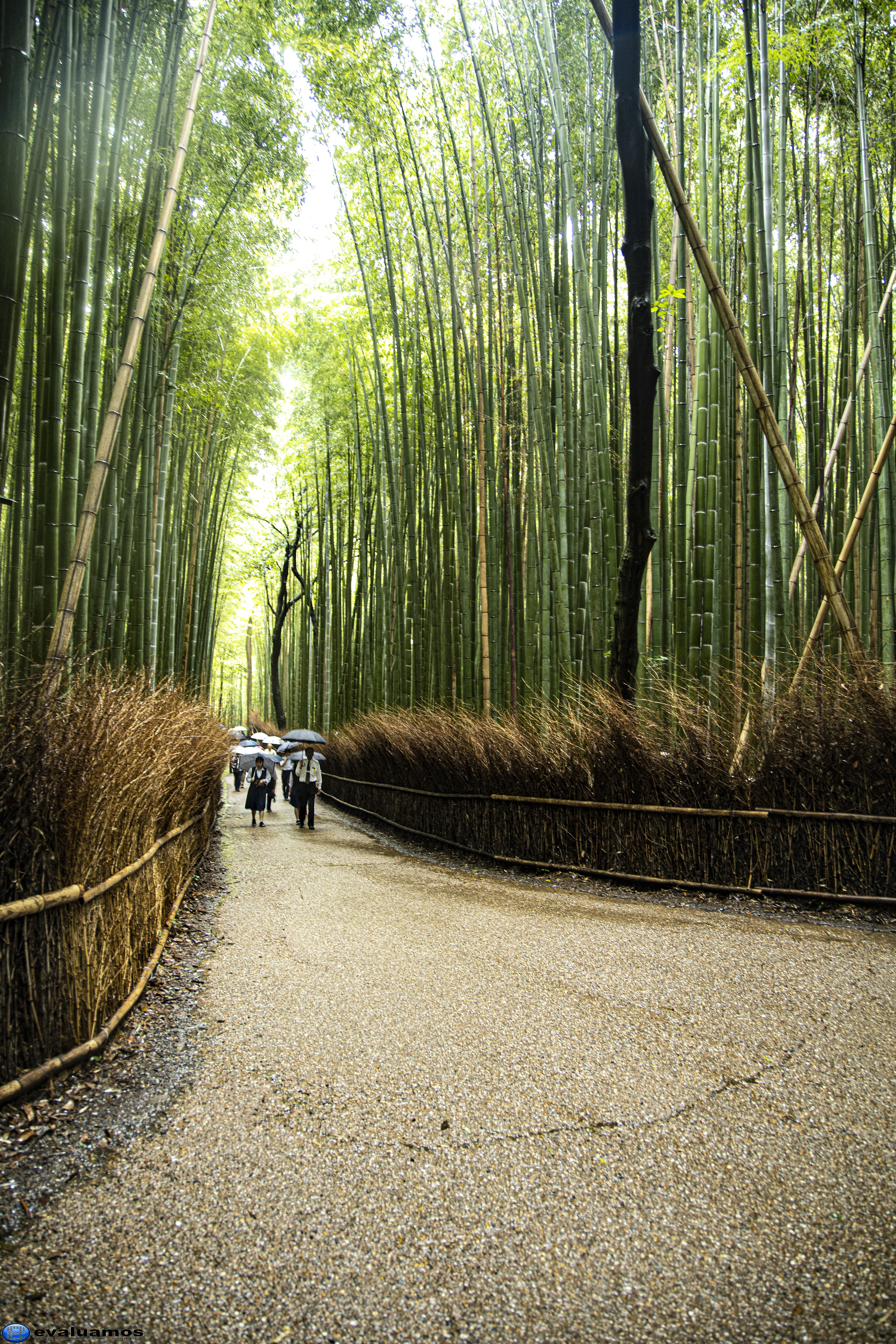 Fotografía del día – Camino túnel de bambú